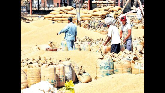 In lack of private buyers, farmers have no other option but to sell their produce on MSP of ₹2,015 per quintal, wheat arrival to take one week in state mandis. (HT File)