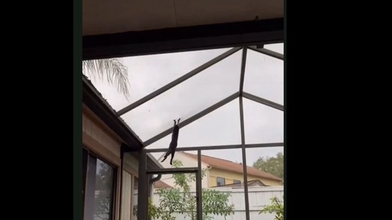A screengrab of the video of a cat that loves climbing up on patio screens to chase wild squirrels.&nbsp; (Jukin Media)