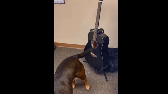 The image, taken from the Instagram video, shows the dog using its tail to ‘play’ guitar. (Instagram/@ivan_gonick)