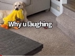 The image, taken from the YouTube video, shows the dog waiting for its human while holding its favourite duck toy. The image, taken from the YouTube video, shows the dog waiting for its human while holding its favourite duck toy.