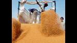The wheat procurement in Punjab for the rabi marketing season will start across 1,892 centres of the state agricultural produce marketing board from April 1. The wheat procurement in Punjab for the rabi marketing season will start across 1,892 centres of the state agricultural produce marketing board from April 1.