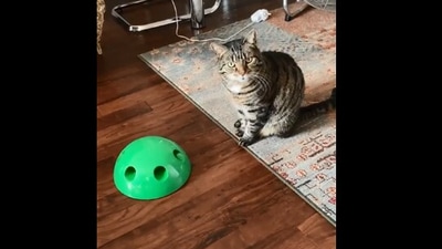 The image, taken from the Reddit video, shows the cat with the toy kept in front of the kitty. (Reddit/@1YearAgoOnReddi)