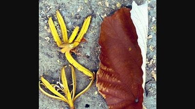 The image shared on Twitter shows a leaf and a flower of the ‘dinner plate tree’. (Twitter/@rameshpandeyifs)
