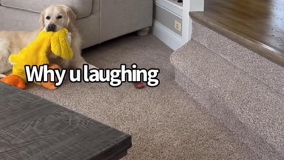 The image, taken from the YouTube video, shows the dog waiting for its human while holding its favourite duck toy. (YouTube/@Charlie The Golden 18)