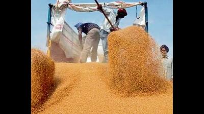 The wheat procurement in Punjab for the rabi marketing season will start across 1,892 centres of the state agricultural produce marketing board from April 1. The wheat procurement in Punjab for the rabi marketing season will start across 1,892 centres of the state agricultural produce marketing board from April 1.