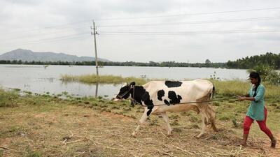 Around 19 lakes have been encroached and most others are in a pitiable state that neither quenches the city’s thirst nor improves the groundwater table, experts say. (HT File) Around 19 lakes have been encroached and most others are in a pitiable state that neither quenches the city’s thirst nor improves the groundwater table, experts say. (HT File)