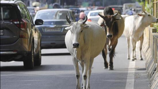 The Gujarat assembly on Thursday passed a bill which introduces a licence to own cattle in urban areas and jail of up to one year for owners in case of any violation of the proposed law. (HT PHOTO.) The Gujarat assembly on Thursday passed a bill which introduces a licence to own cattle in urban areas and jail of up to one year for owners in case of any violation of the proposed law. (HT PHOTO.)