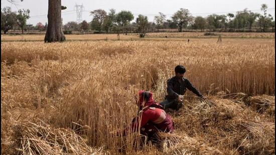 Wheat-importing nations are looking to buy the staple from India, while Indian exporters too are competing with US, Argentina and China to tap record export opportunities following the Russia-Ukriane war. (REUTERS PHOTO.)