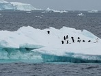 Penguins are seen on an iceberg as scientists investigate the impact of climate change on Antarctica's penguin colonies, on the northern side of the Antarctic peninsula.(REUTERS)