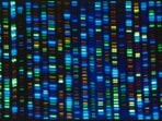 This undated image made available by the National Human Genome Research Institute shows the output from a DNA sequencer.(AP)