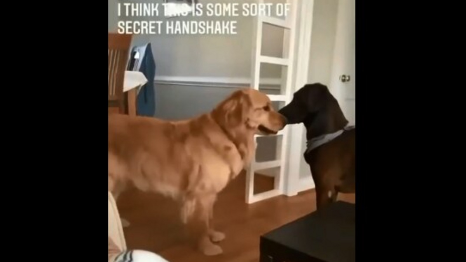 Are these dogs doing a ‘secret pawshake’ in this amusing video? People