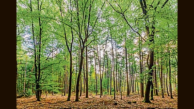Forest department takes possession of 43 acres of land in Patiala (Shutterstock File) Forest department takes possession of 43 acres of land in Patiala (Shutterstock File)