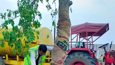 A worker from Yamuna International Airport Private Limited transplants a tree in Jewar. (Sourced) A worker from Yamuna International Airport Private Limited transplants a tree in Jewar. (Sourced)
