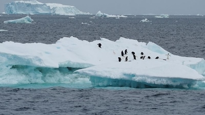 Penguins are seen on an iceberg as scientists investigate the impact of climate change on Antarctica's penguin colonies, on the northern side of the Antarctic peninsula. (REUTERS)