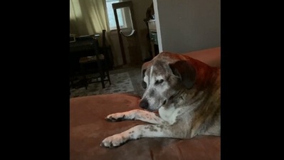The image, taken from the Reddit video, shows the very sleepy dog trying to stay awake. (Reddit/@iheartatari)