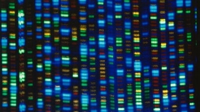 This undated image made available by the National Human Genome Research Institute shows the output from a DNA sequencer. (AP)
