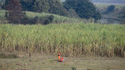 Maharashtra government has established the Gopinath Munde Sugarcane Workers Corporation. To speed up the works of this corporation, a state-level office has been started, says official. (REPRESENTATIVE PHOTO)