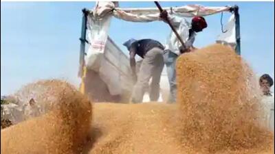 The first day wheat procurement this year is almost only one-third of the wheat bought on the first day on April 2, 2022, when all the government agencies collectively purchased 46 MT of wheat from less than a dozen farmers. (Picc for representation)