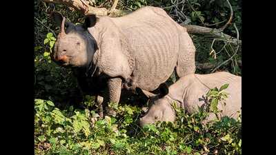 Rhino mother with its calf in Dudhwa Tiger Reserve. (HT Photo)