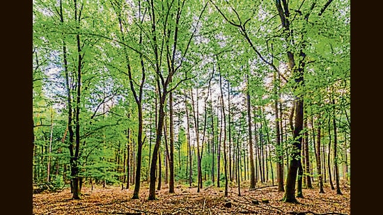 Forest department takes possession of 43 acres of land in Patiala (Shutterstock File)