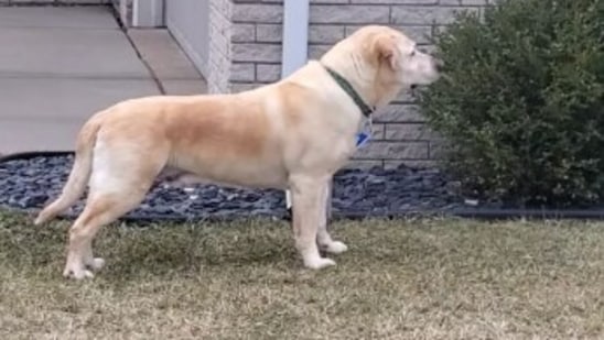 The image, taken from the Instagram video, showcases the dog that gets snacks from its neighbours in an entertaining way.(Instagram/@labradoggerz)