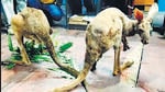 3 kangaroos rescued in Bengal, 1 found dead; probe on 3 kangaroos rescued in Bengal, 1 found dead; probe on