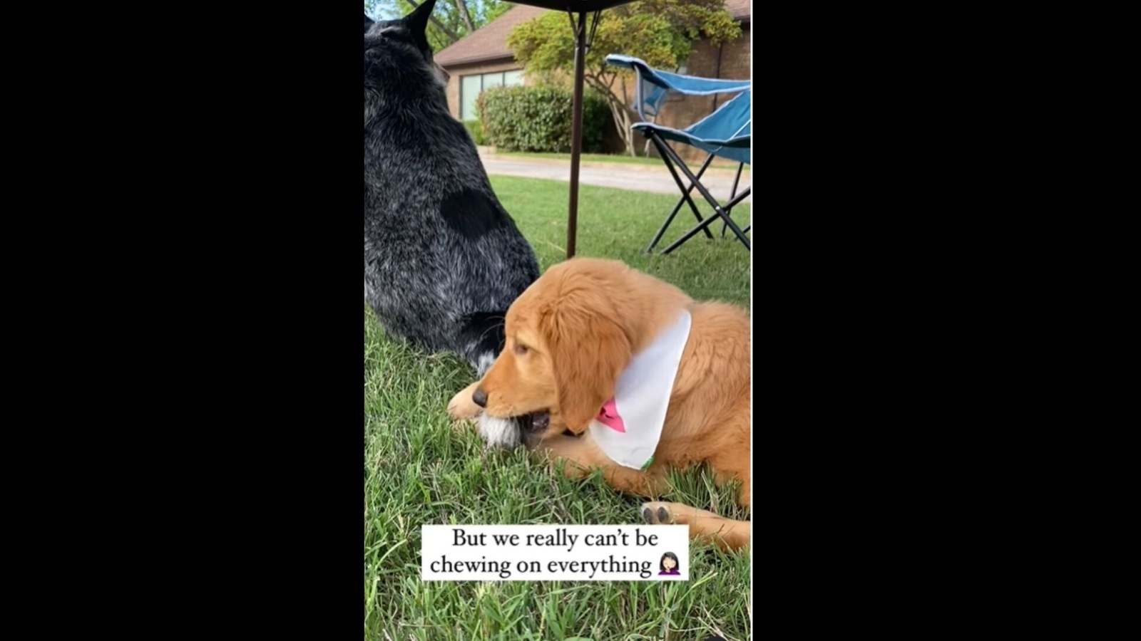 This puppy likes to chew on everything including another dog’s tail