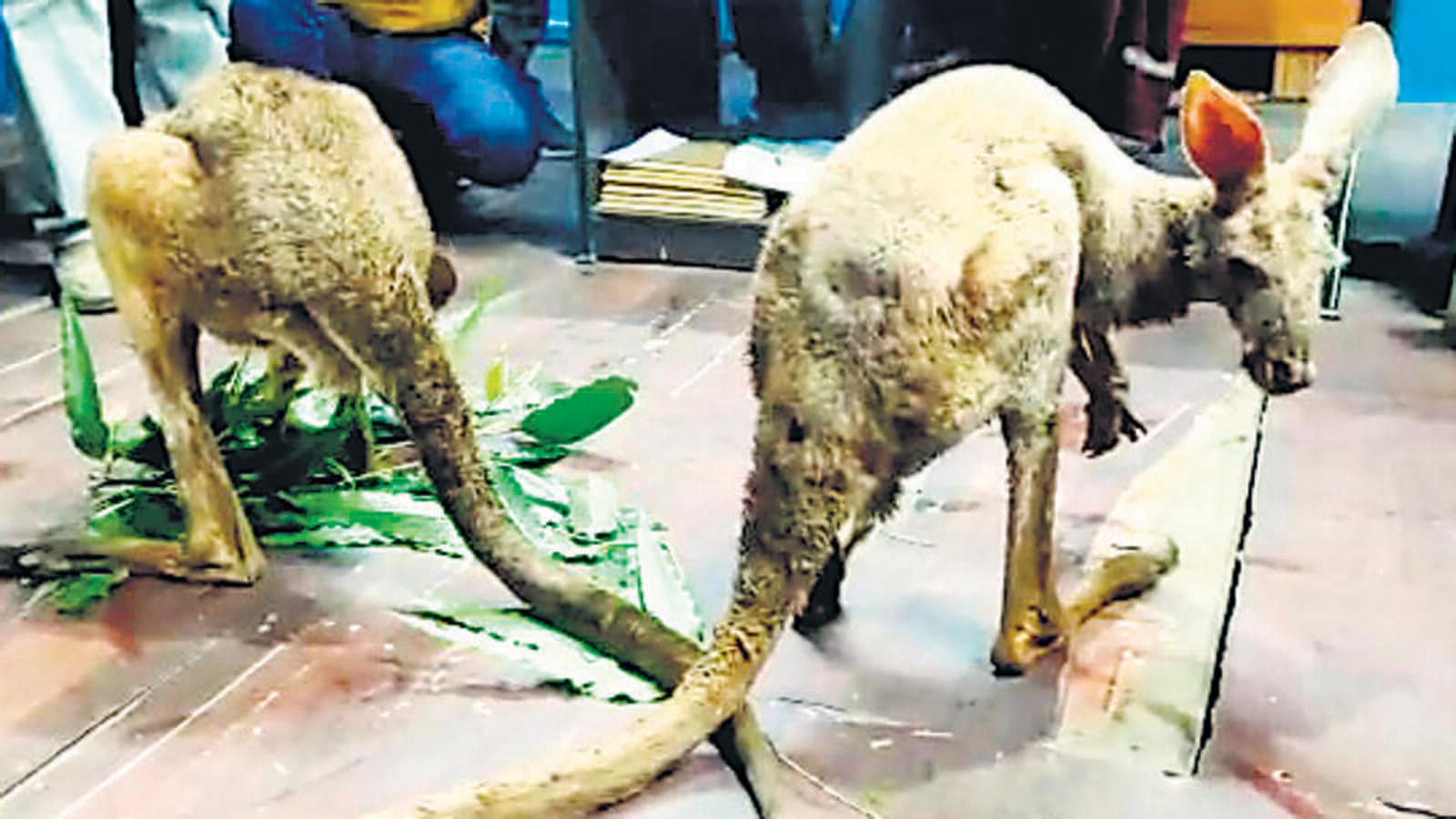 3 kangaroos rescued in Bengal, 1 found dead; probe on