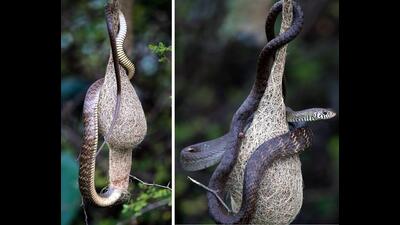Rat snake’s head inside nest and (on right) its stomach bulges upon gobbling chicks. (PHOTOS: DR NISARGA) Rat snake’s head inside nest and (on right) its stomach bulges upon gobbling chicks. (PHOTOS: DR NISARGA)