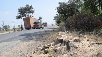 Environmentalists and experts have raised an alarm over the loss of this green cover. (Representational picture) Environmentalists and experts have raised an alarm over the loss of this green cover. (Representational picture)