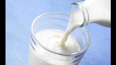In SAS Nagar, a team from Sangrur collected 12 samples of paneer (3), milk (2), khoya (1) and one each of cream, curd, ice-cream, milk cake and kalakand. (HT Photo)