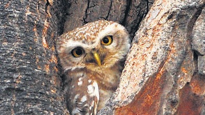 SLEEPLESS DAYS An owl wide awake during the day amid the sweltering weather in Chandigarh on Saturday. (Ravi Kumar/HT) SLEEPLESS DAYS An owl wide awake during the day amid the sweltering weather in Chandigarh on Saturday. (Ravi Kumar/HT)