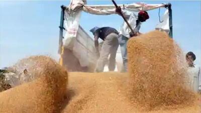 Lifting of the purchased wheat had also commenced in Rajpura Mandi. (HT PHOTO)