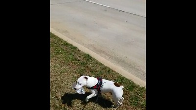 This image is taken from the Reddit video that shows the dog carrying its own water bottle. (Reddit/@scott_majority)