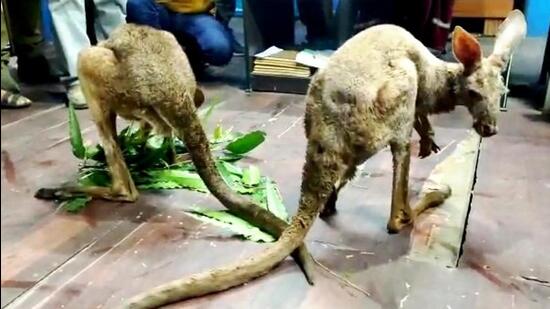 On Friday, two kangaroos were rescued from Gajoldoba, a tourist destination in Jalpaiguri district, near Siliguri, while another one was rescued from Farabari, around 40 km away, also in Jalpaiguri district near Siliguri. (SOURCED.)