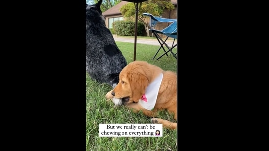 A screengrab from the video of the puppy that likes to chew on everything. (winniethegoldenpupper/Instagram)