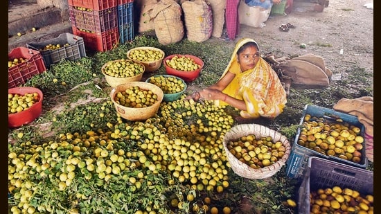In March, the average wholesale price of lemon jumped 80% to <span class='webrupee'>₹</span>5,100 per quintal over February. (Sanjeev Verma/HT PHOTO)
