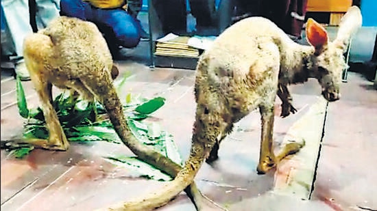 3 kangaroos rescued in Bengal, 1 found dead; probe on