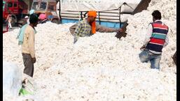Much to the joy of cotton farmers, Punjab recorded an average all-time high rate of <span class=