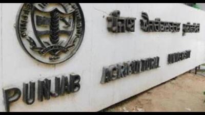 Three students of PAU, Ludhiana, Vikas Kumar, Lakshay Kumar and Shubham Bagga have been placed in Amul India. (HT FILE)