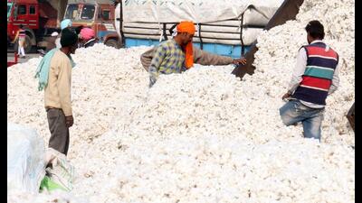 Much to the joy of cotton farmers, Punjab recorded an average all-time high rate of ₹8,200 per quintal, a jump of 26% from the previous season kharif season. This despite the state witnessing a drastic dip of 47% in cotton production as compared to the last season. The 2021-22 cotton season has almost come to an end in Punjab. Much to the joy of cotton farmers, Punjab recorded an average all-time high rate of ₹8,200 per quintal, a jump of 26% from the previous season kharif season. This despite the state witnessing a drastic dip of 47% in cotton production as compared to the last season. The 2021-22 cotton season has almost come to an end in Punjab.