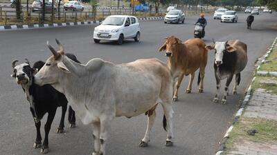 The areas worst-affected by stray cattle menace in Mohali are around the MC office in Sector 68, Phase 11, Industrial Area Phase 9, Airport Road, Sector 76 to 80, Sector 82, and Phase 9. (HT FIle) The areas worst-affected by stray cattle menace in Mohali are around the MC office in Sector 68, Phase 11, Industrial Area Phase 9, Airport Road, Sector 76 to 80, Sector 82, and Phase 9. (HT FIle)
