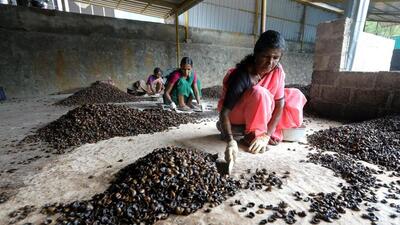 Kollam’s cashew industry, once the highest earner of foreign exchange after basmati rice, is a shadow of its former self. (Vivek R Nair) Kollam’s cashew industry, once the highest earner of foreign exchange after basmati rice, is a shadow of its former self. (Vivek R Nair)
