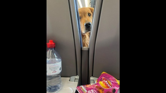 The Golden Retriever dog sitting in an airplane and asking for some snacks from its co-passengers. (instagram/@hugoandursula)