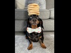 Screengrab from the video showing the dog balancing some pancakes on his head. (instagram/@harlso_the_balancing_hound) Screengrab from the video showing the dog balancing some pancakes on his head. (instagram/@harlso_the_balancing_hound)
