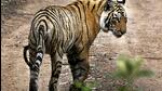 Tigers are territorial animals and fights between them are not unusual (AP FIle Photo) Tigers are territorial animals and fights between them are not unusual (AP FIle Photo)