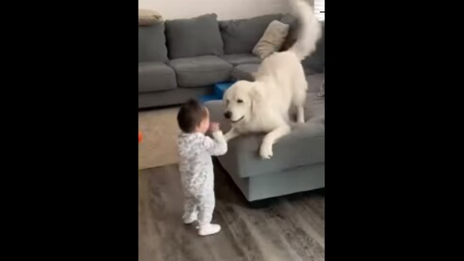Doggo and baby girl interact and play together. Watch cute video | Trending  - Hindustan Times