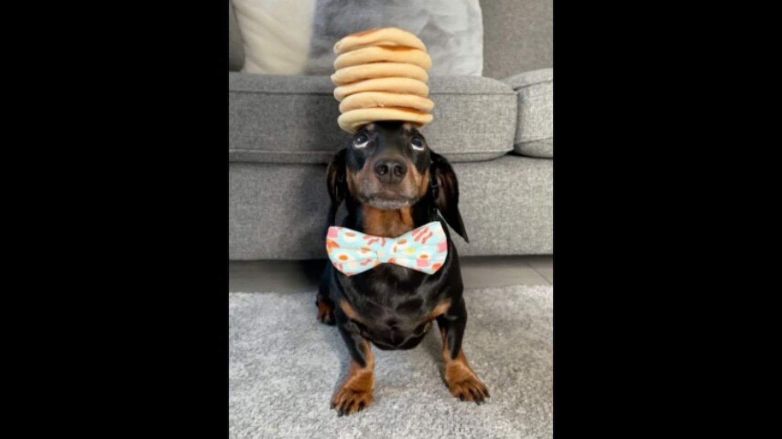 Ever seen a dog that can balance sausages, pancakes on its head? Watch