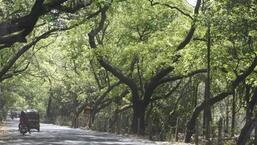 The Goa government, in a reply filed before the high court, expressed its inability to conduct a tree census in the state citing operational and logistical difficulties. (Representational Image)
