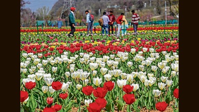 Officials said that 2.66 lakh people visited Kashmir’s Tulip Garden till Sunday after it was thrown open on March 23. The garden plays an important part in wooing more tourists during spring. (PTI File Photo) Officials said that 2.66 lakh people visited Kashmir’s Tulip Garden till Sunday after it was thrown open on March 23. The garden plays an important part in wooing more tourists during spring. (PTI File Photo)